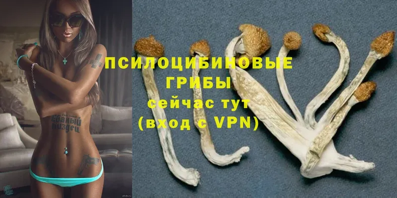 Галлюциногенные грибы Psilocybine cubensis Краснознаменск